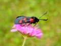 Zygaena filipendulae